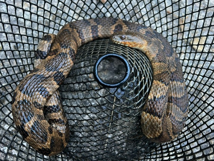 Midland Water Snake